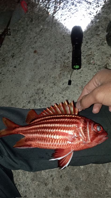 紅鐵甲魚|也不算食譜的文章